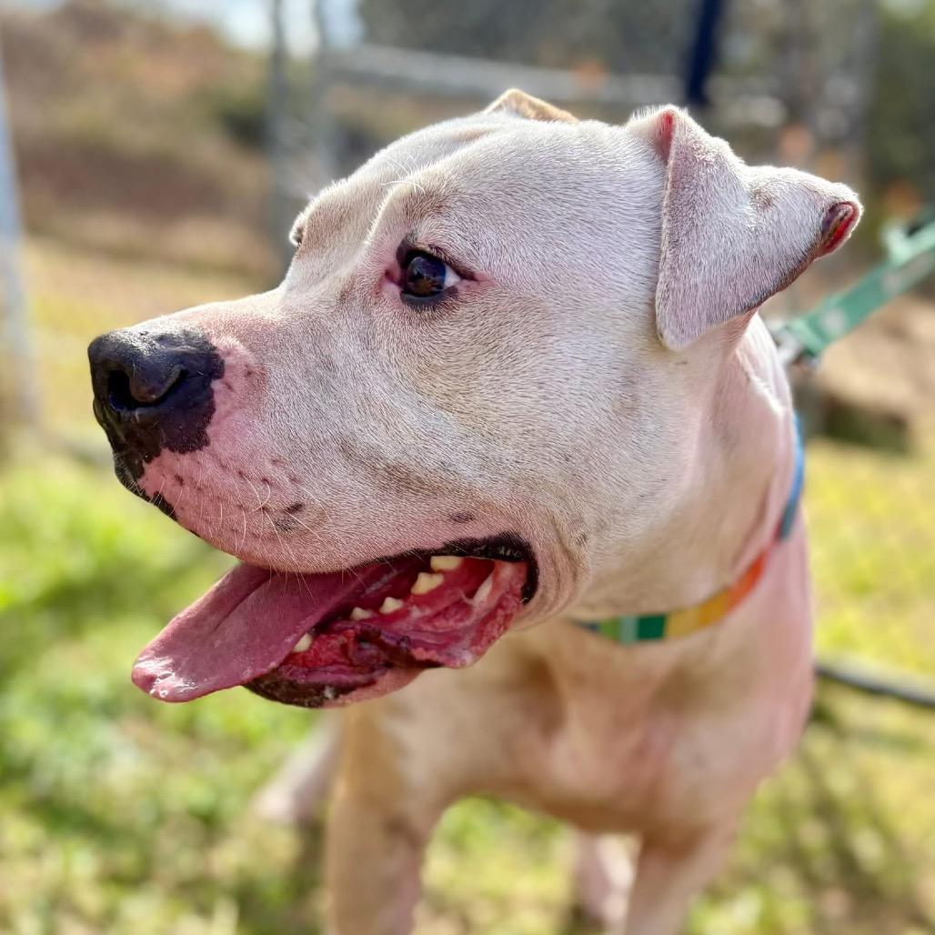 Rowen, Adoptable, Adult Male Terrier & Mixed Breed.