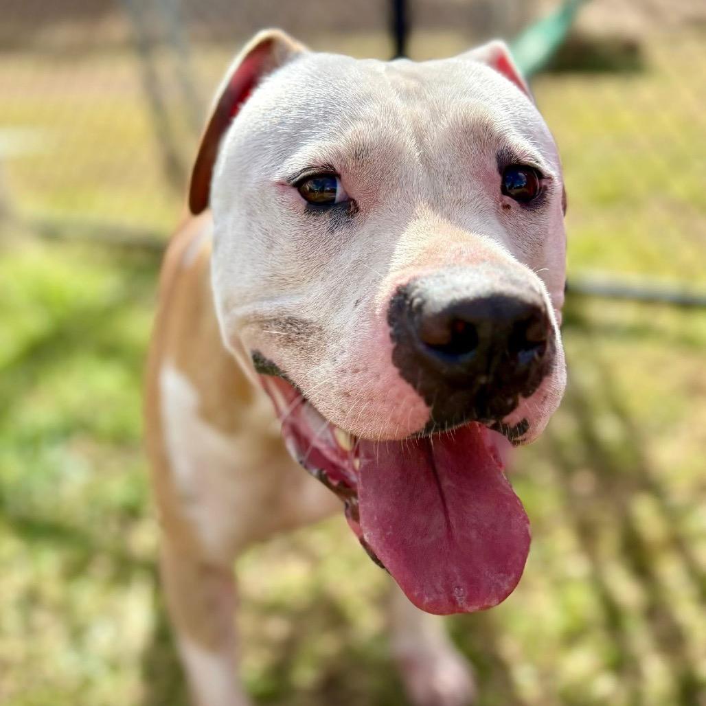 Enlarge Rowen, a Adoptable mixed breed in Marshall, TX image 2/4