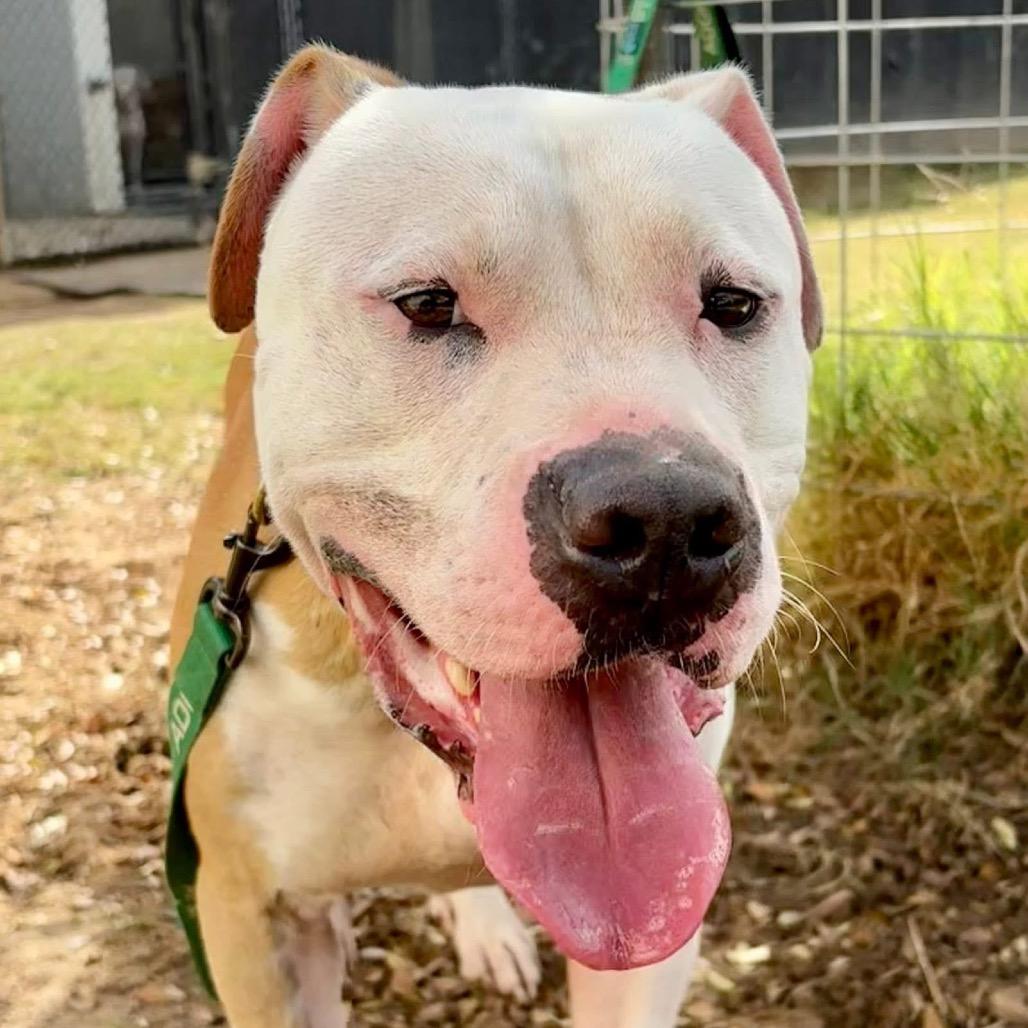 Enlarge Rowen, a Adoptable mixed breed in Marshall, TX image 3/4