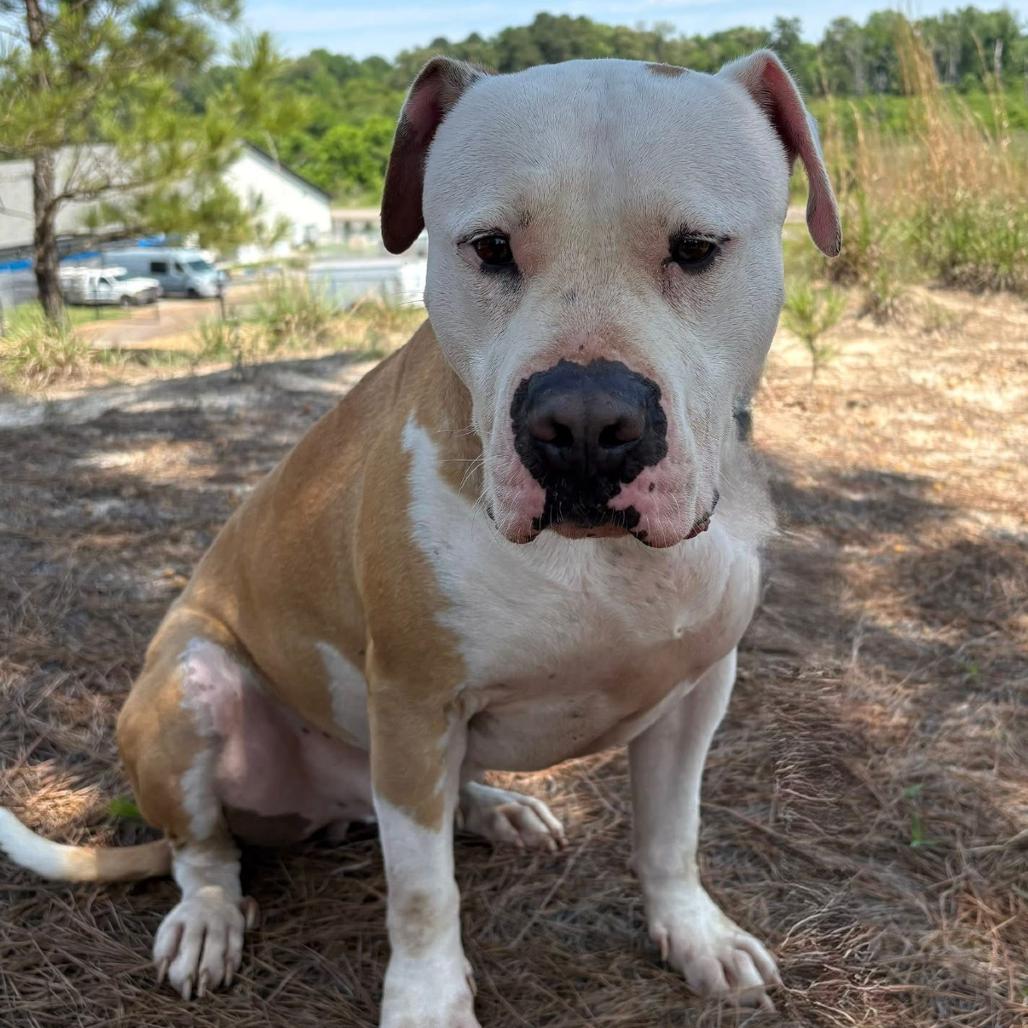Enlarge Rowen, a Adoptable mixed breed in Marshall, TX image 5/6