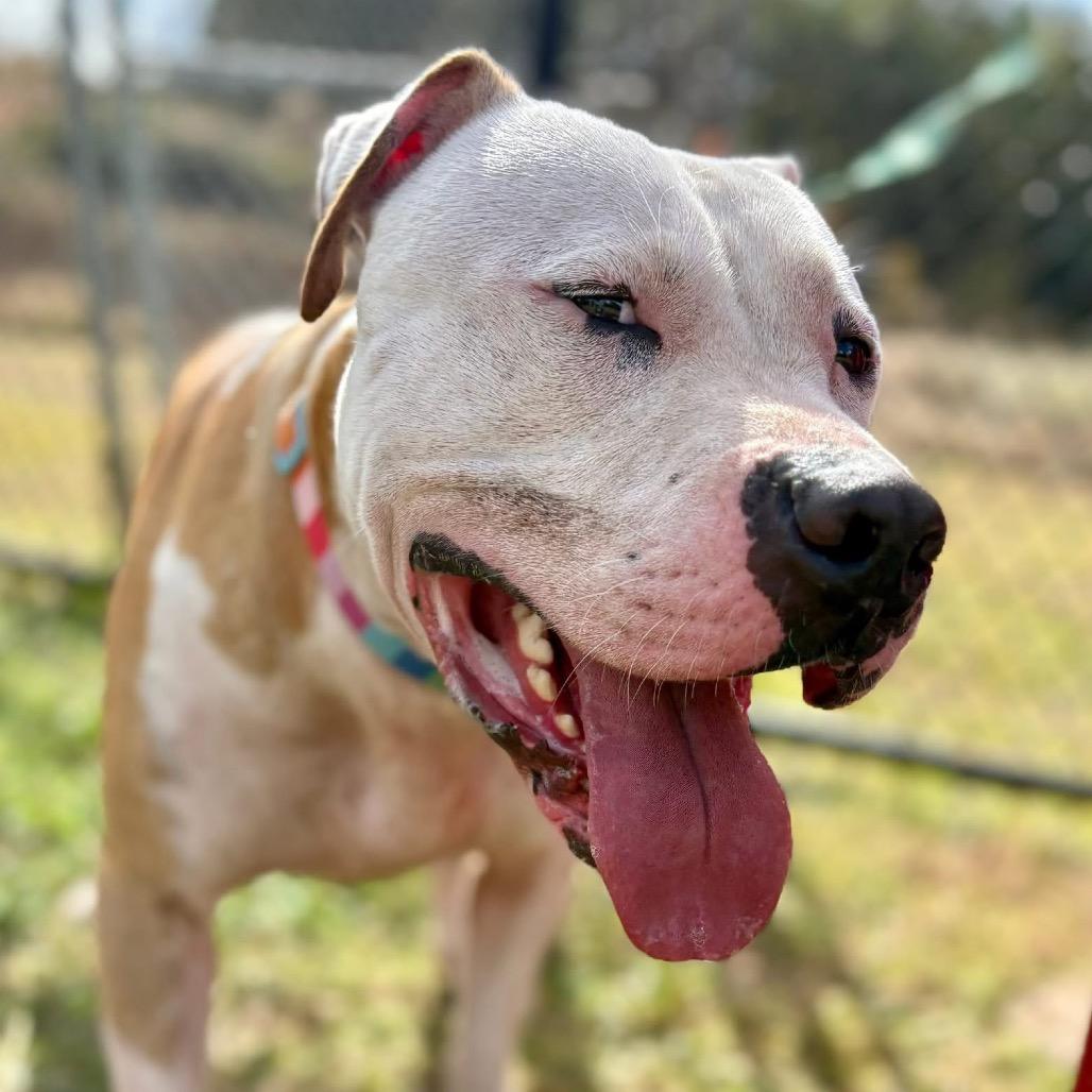 Enlarge Rowen, a Adoptable mixed breed in Marshall, TX image 4/4