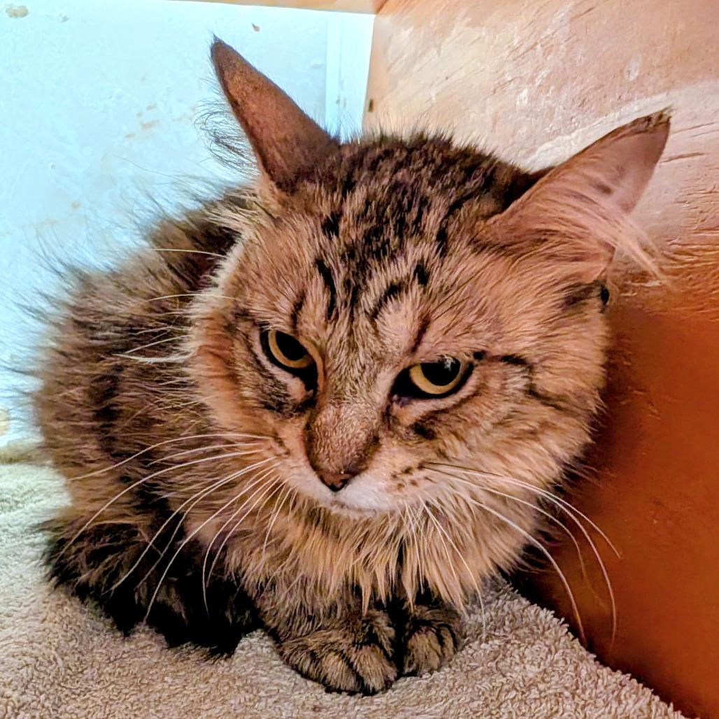 Esperanza, Adoptable, Adult Female Domestic Medium Hair.
