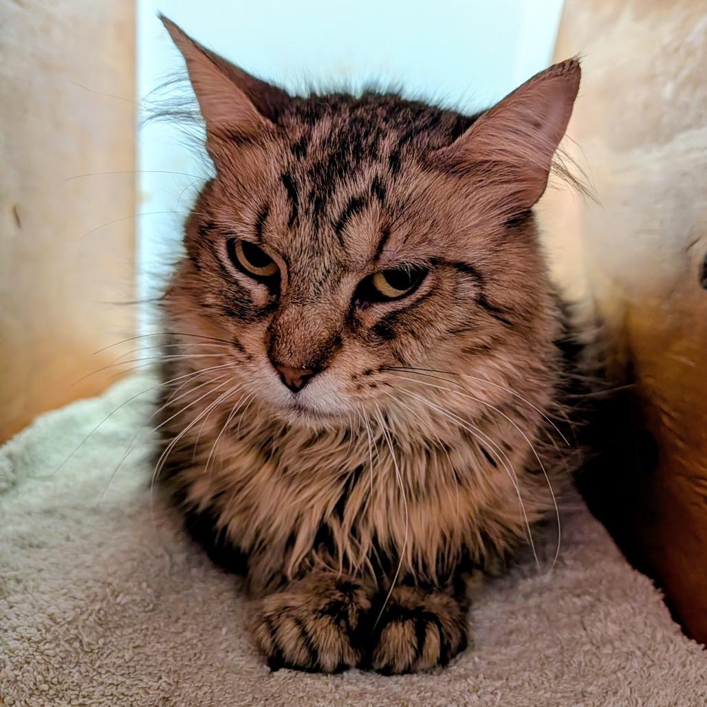 Enlarge Esperanza, a Adoptable Domestic Medium Hair in Delaware, OH image 2/3