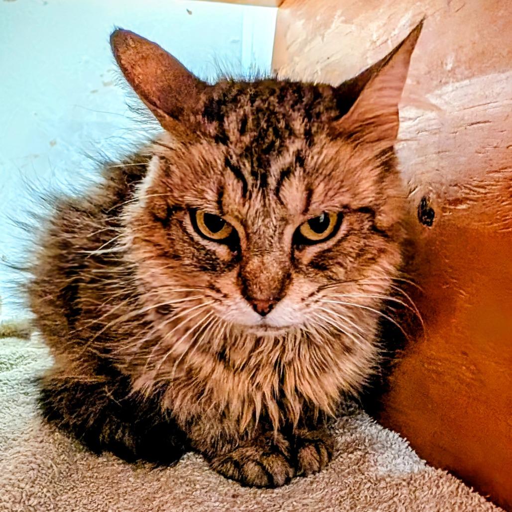 Enlarge Esperanza, a Adoptable Domestic Medium Hair in Delaware, OH image 3/3