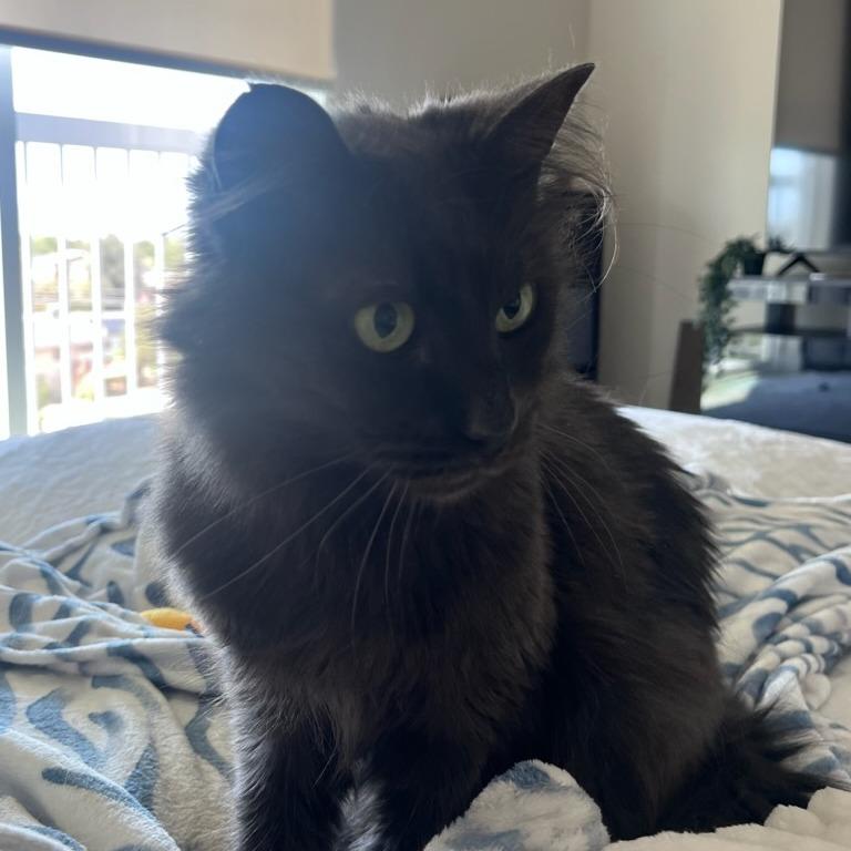 Enlarge Shio, a Adoptable Domestic Medium Hair in Salt Lake City, UT image 1/4