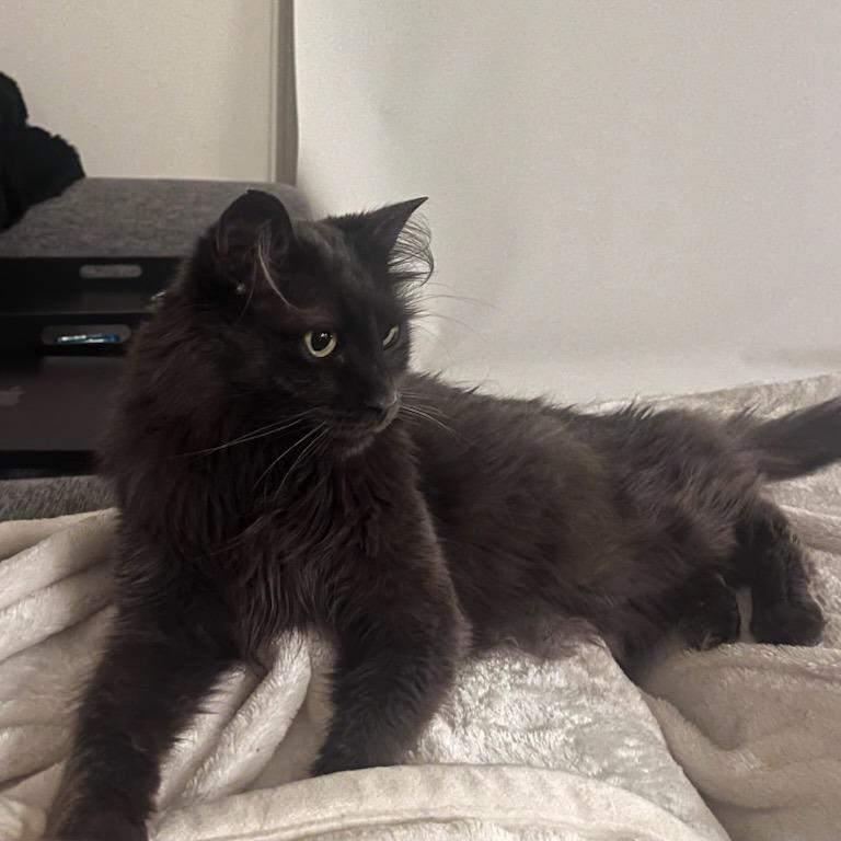 Enlarge Shio, a Adoptable Domestic Medium Hair in Salt Lake City, UT image 2/4