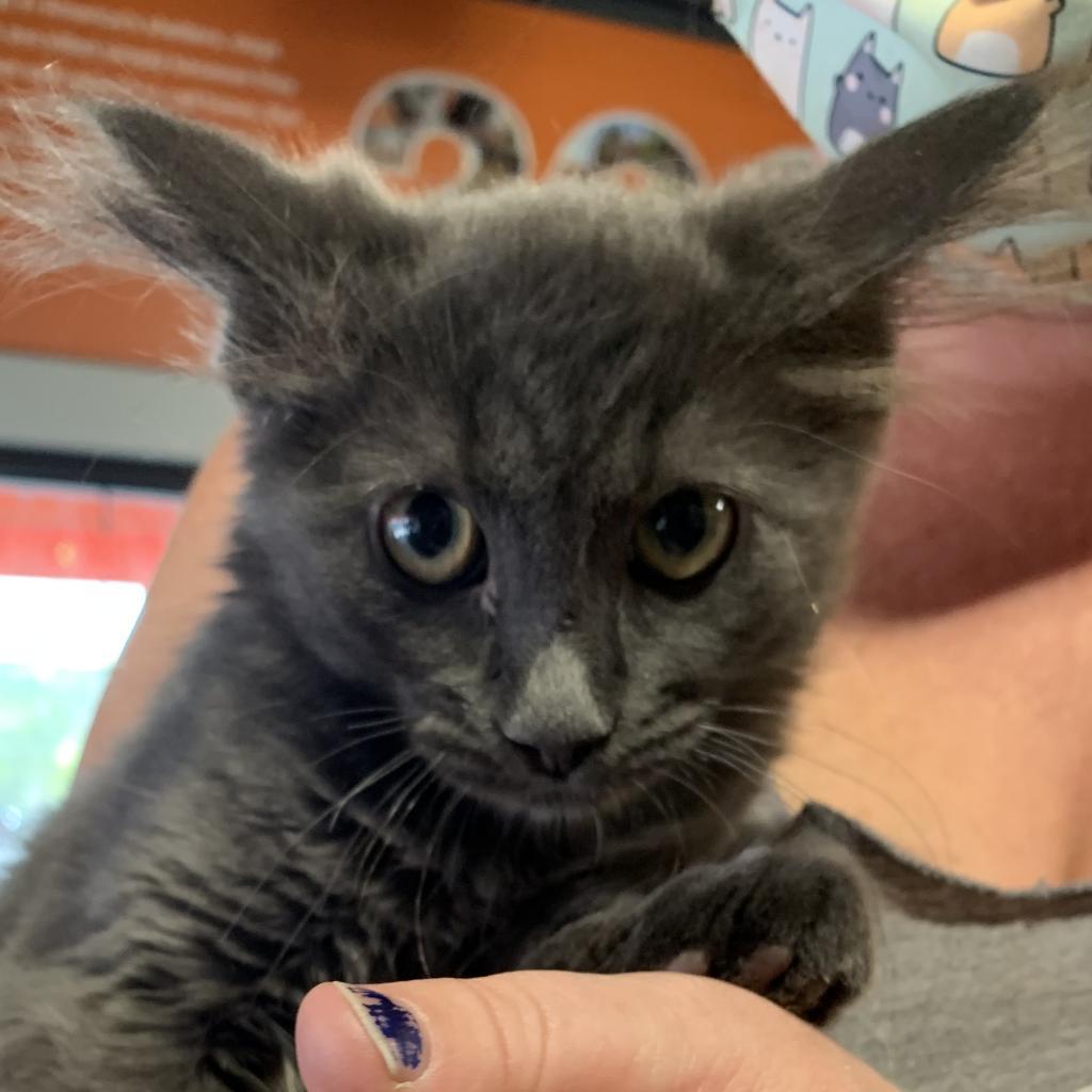 Enlarge Shio, a Adoptable Domestic Medium Hair in Salt Lake City, UT image 3/4