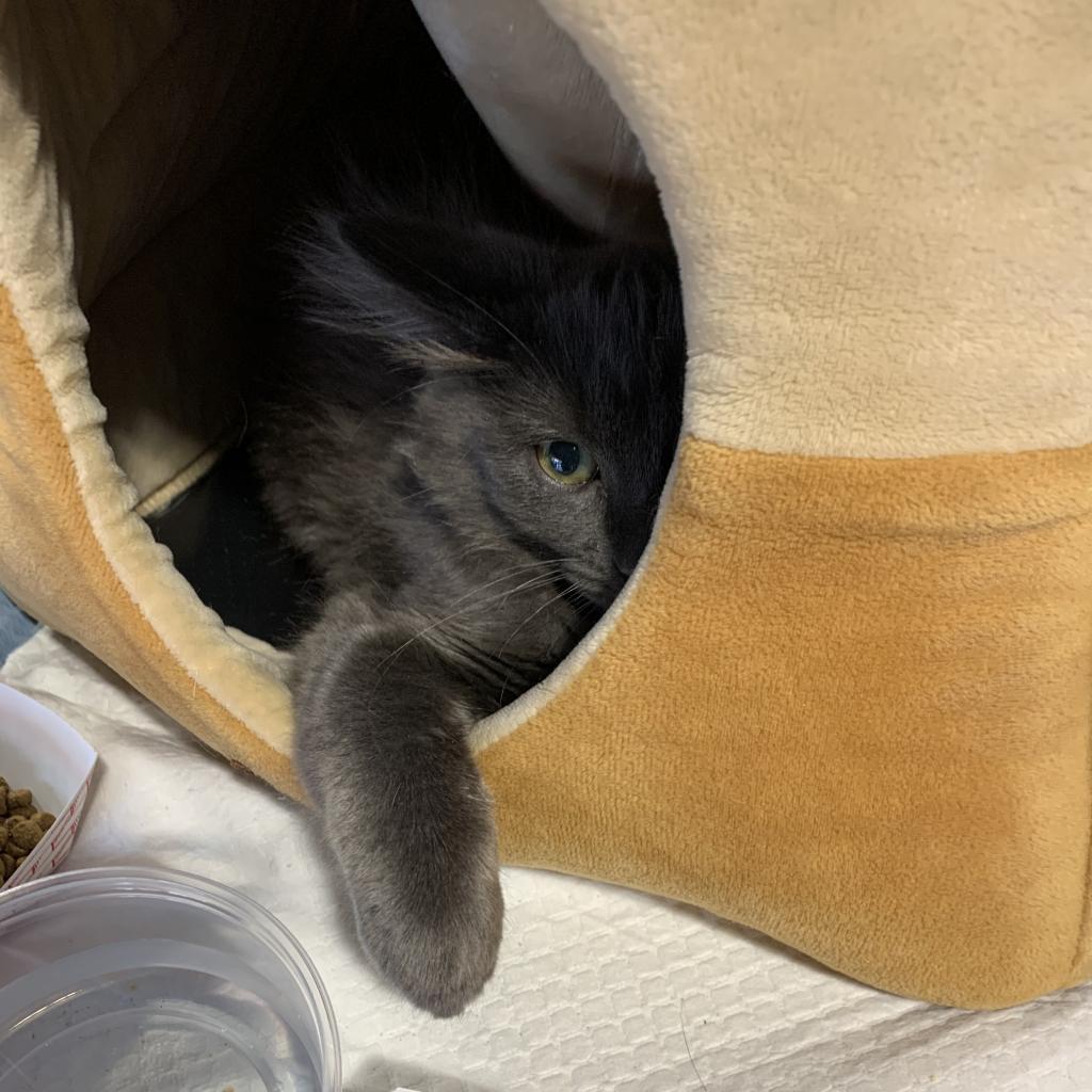 Enlarge Shio, a Adoptable Domestic Medium Hair in Salt Lake City, UT image 4/4