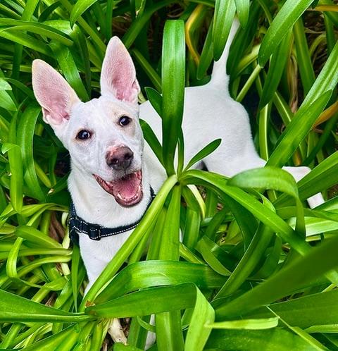 Enlarge Luca, a ADOPTABLE mixed breed in Woodland Hills, CA image 1/6