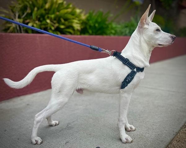 Enlarge Luca, a ADOPTABLE mixed breed in Woodland Hills, CA image 5/6