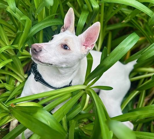 Enlarge Luca, a ADOPTABLE mixed breed in Woodland Hills, CA image 2/6