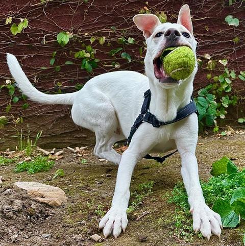 Enlarge Luca, a ADOPTABLE mixed breed in Woodland Hills, CA image 3/6