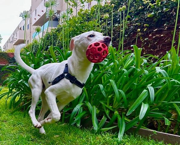 Enlarge Luca, a ADOPTABLE mixed breed in Woodland Hills, CA image 6/6