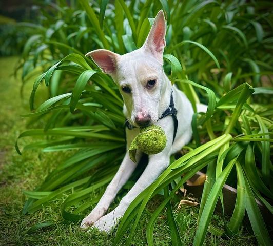 Enlarge Luca, a ADOPTABLE mixed breed in Woodland Hills, CA image 4/6
