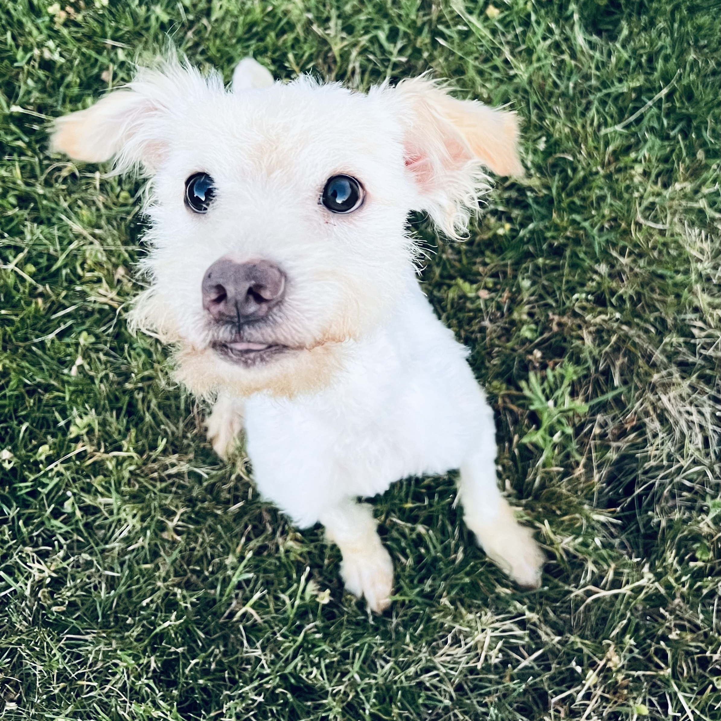 Vanilla (Pretty Boy), an adopted Terrier in Ferndale, WA_image-1