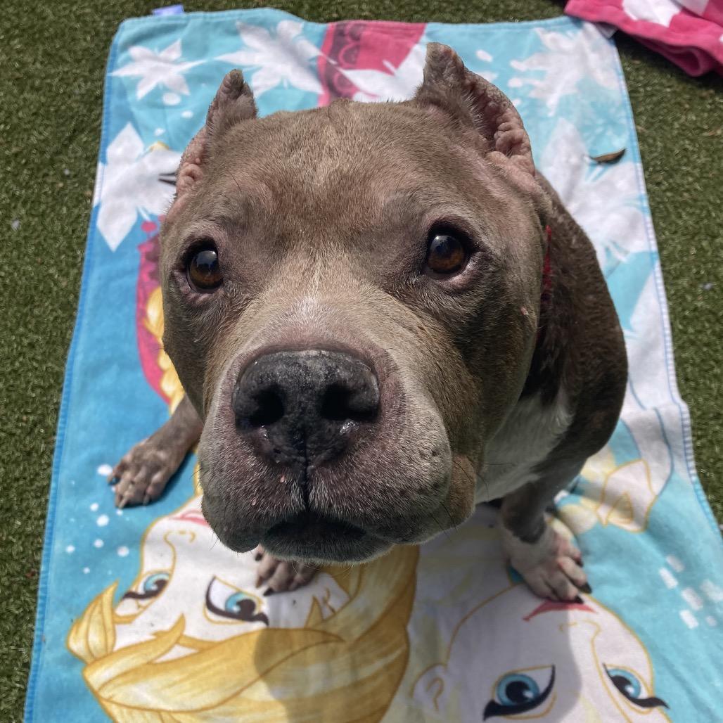 Zeus, Adoptable, Senior Male Mixed Breed.