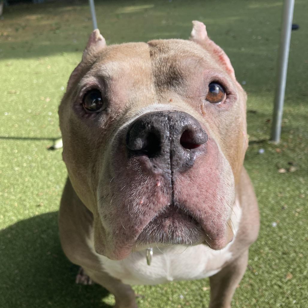 Zeus, a Adoptable Mixed Breed in Providence, RI image 2/6