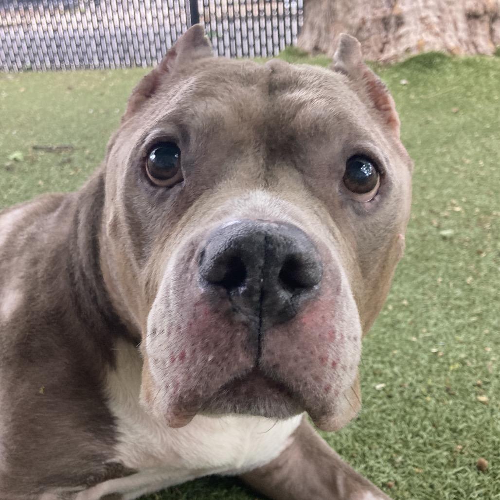 Zeus, a Adoptable Mixed Breed in Providence, RI image 3/6