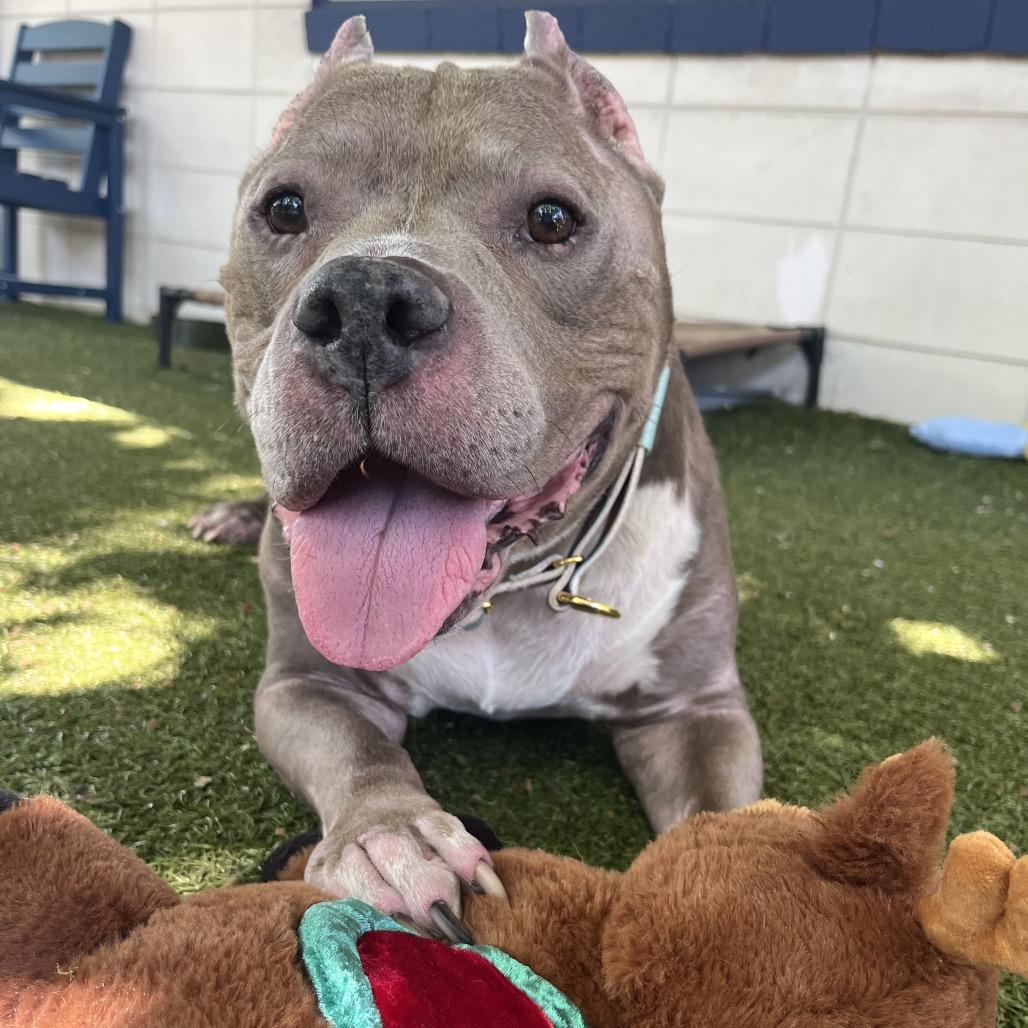 Zeus, a Adoptable Mixed Breed in Providence, RI image 4/6