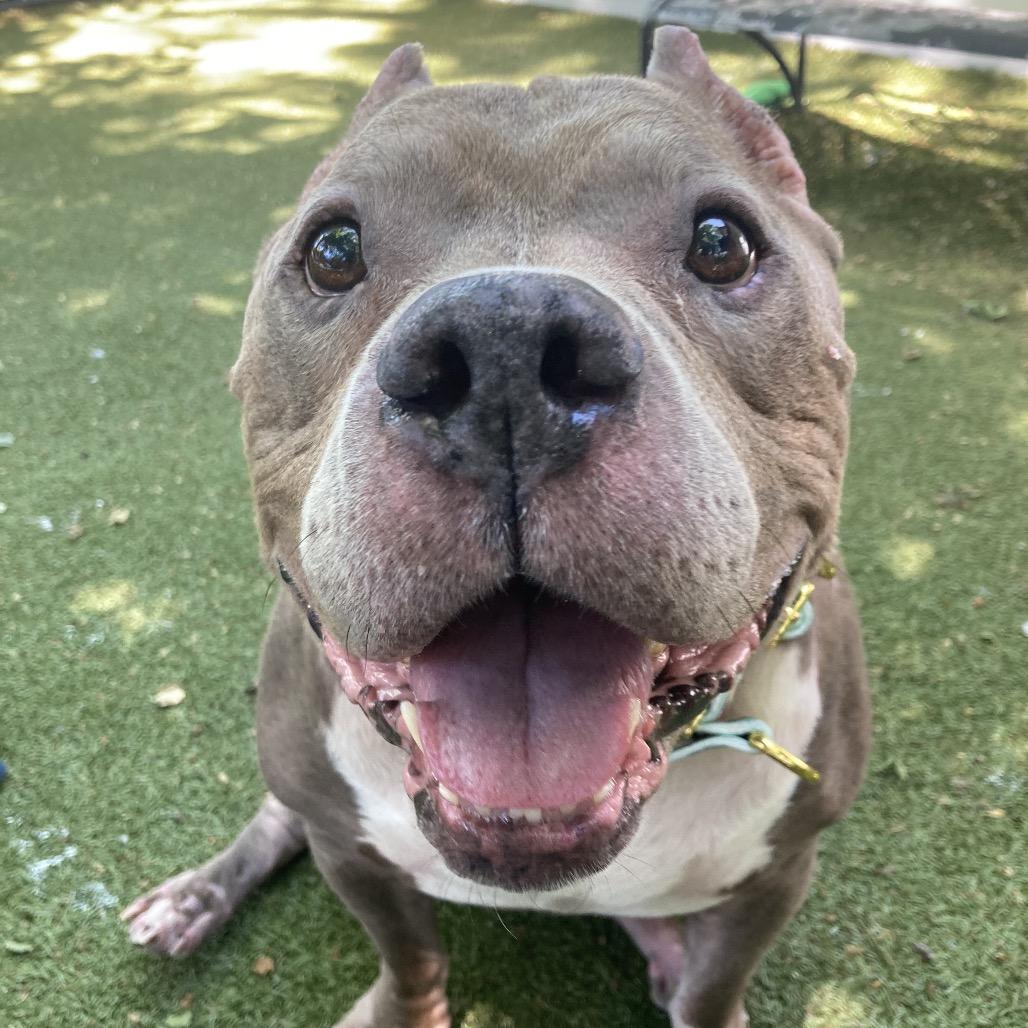 Zeus, a Adoptable Mixed Breed in Providence, RI image 5/6