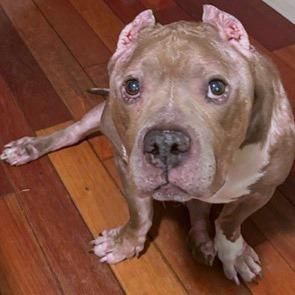 Enlarge George, a Adoptable Mixed Breed in Providence, RI image 5/6