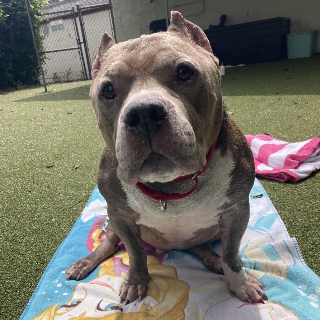 Zeus, a Adoptable Mixed Breed in Providence, RI image 6/6