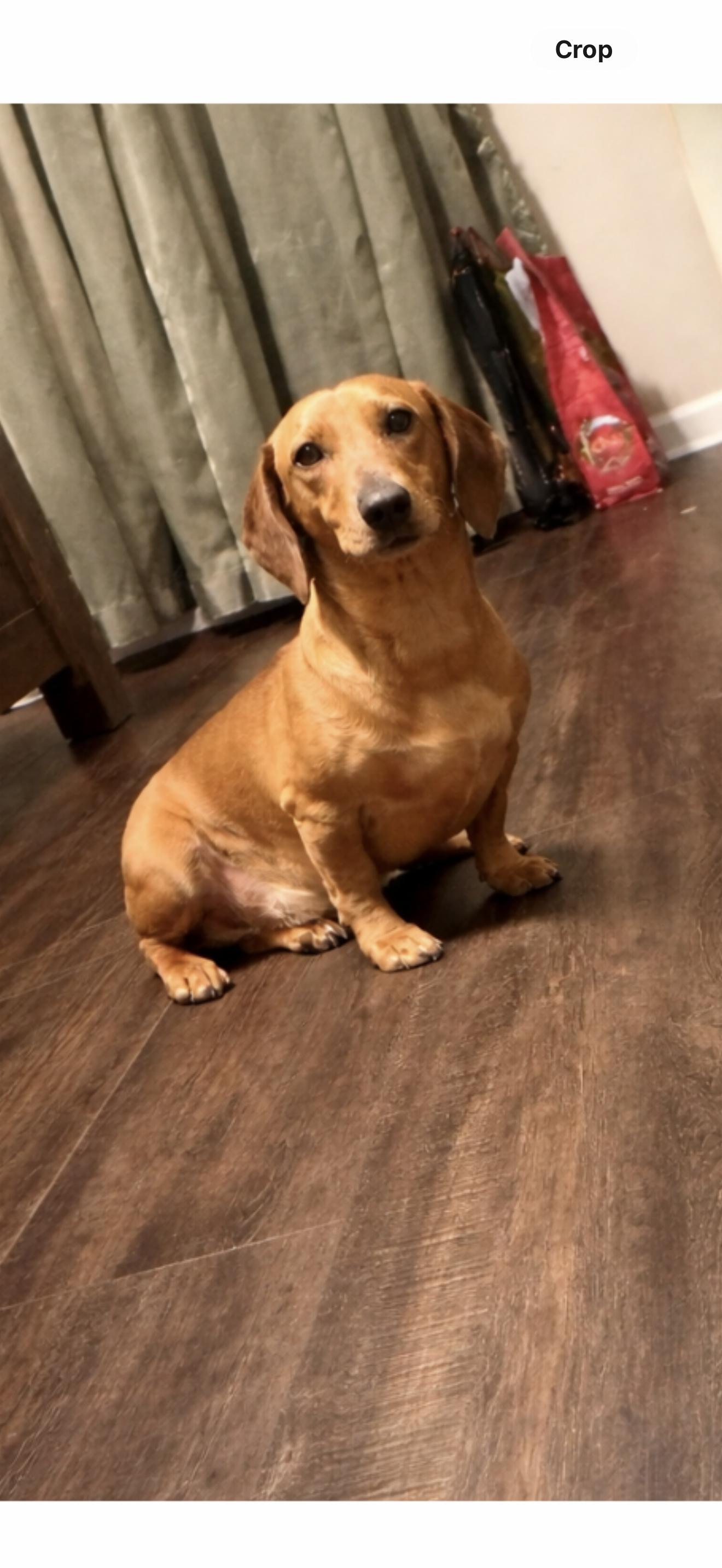 Enlarge Cosmo - The Stunning Dachshund , a ADOPTABLE Dachshund in Rancho Cucamonga , CA image 1/1