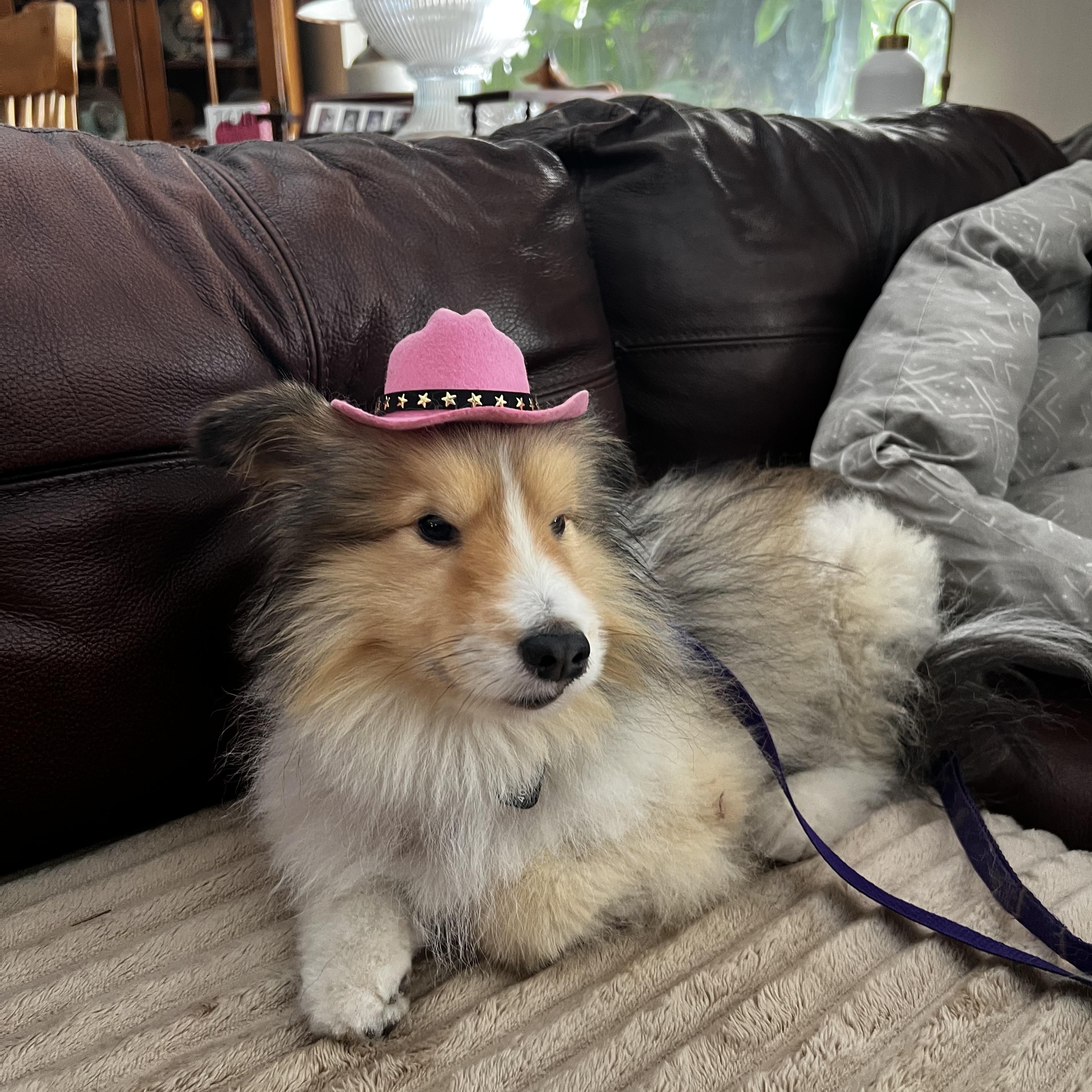 Toby, Adoptable, Adult Male Shetland Sheepdog / Sheltie.