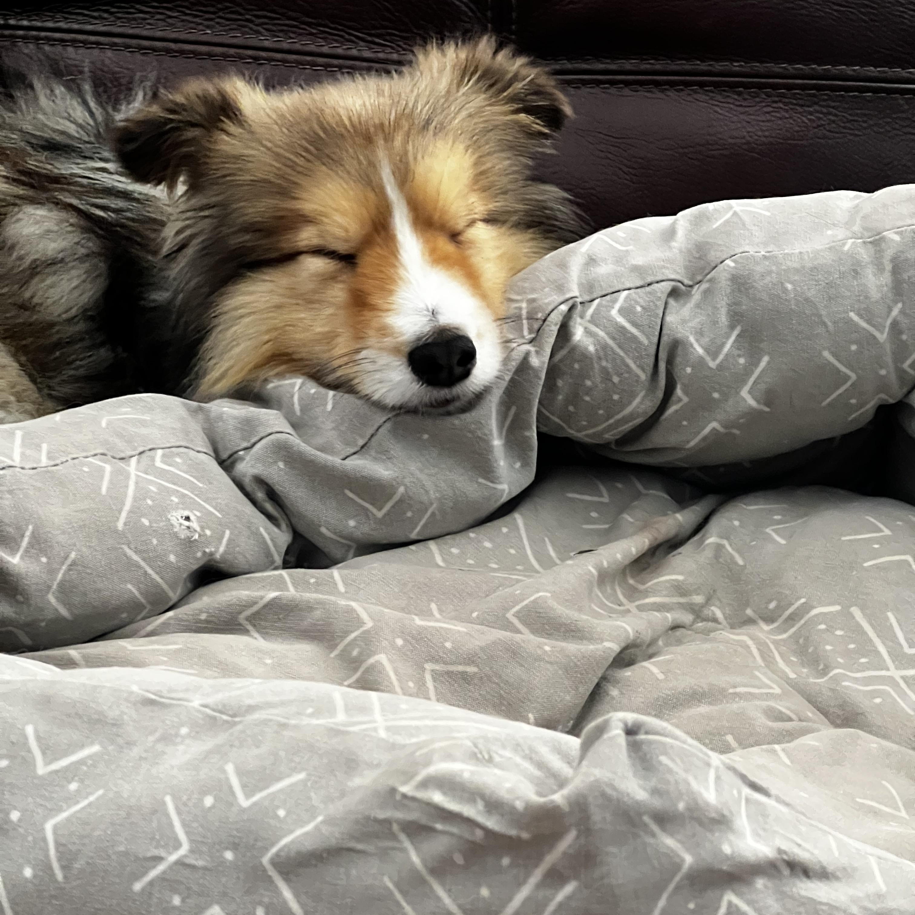 Enlarge Toby, a Adoptable Shetland Sheepdog / Sheltie image 2/6