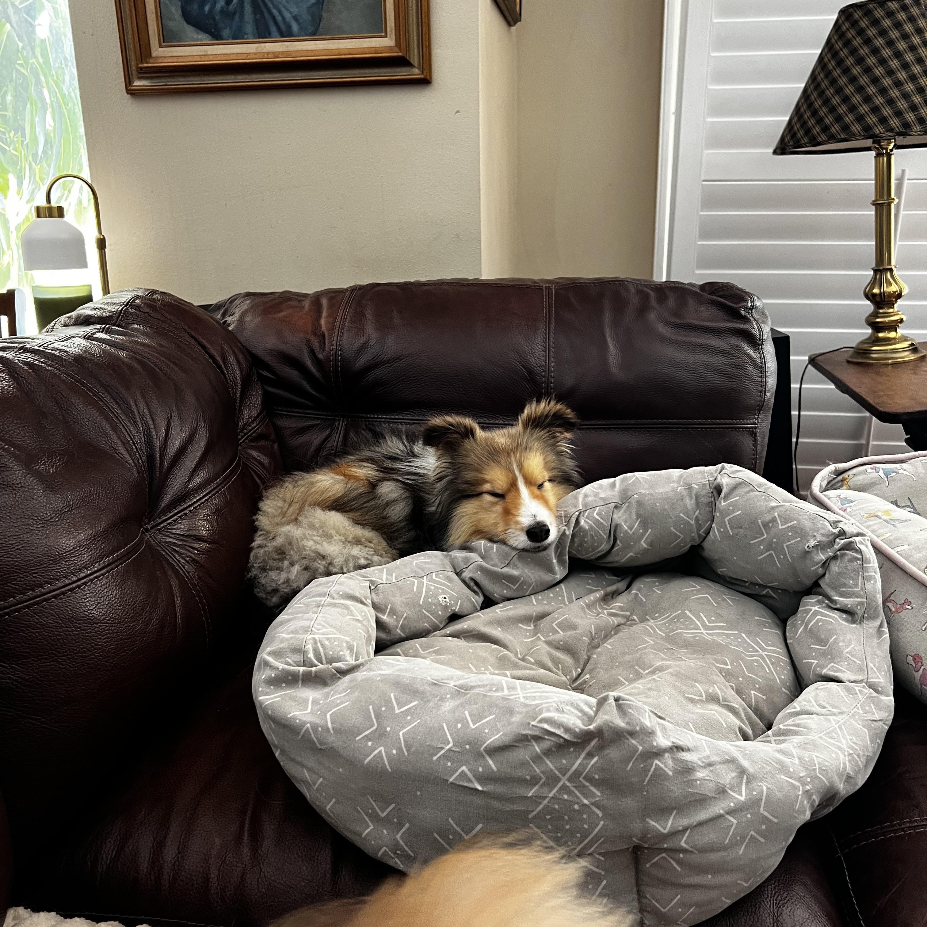 Enlarge Toby, a Adoptable Shetland Sheepdog / Sheltie image 3/6