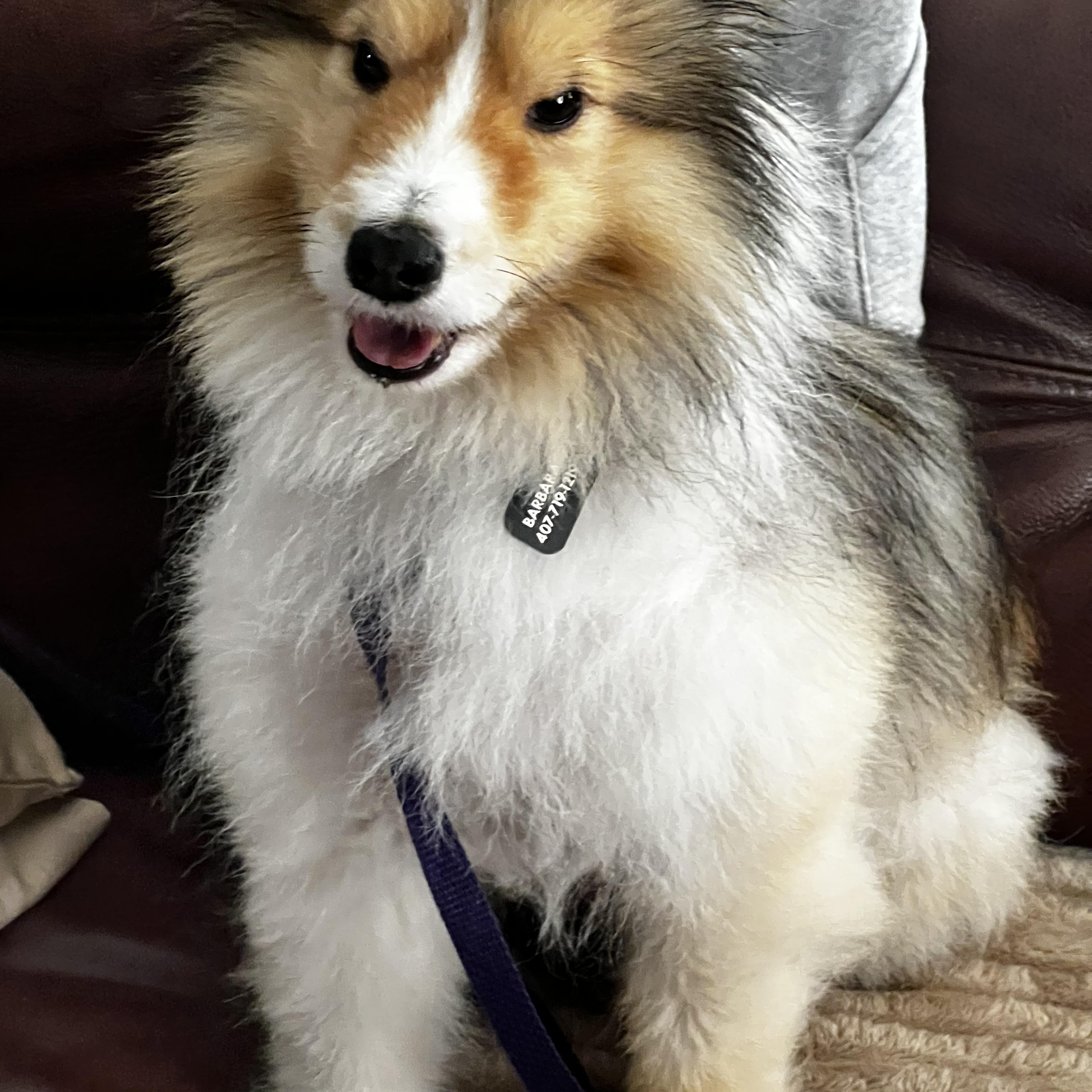 Enlarge Toby, a Adoptable Shetland Sheepdog / Sheltie image 4/6