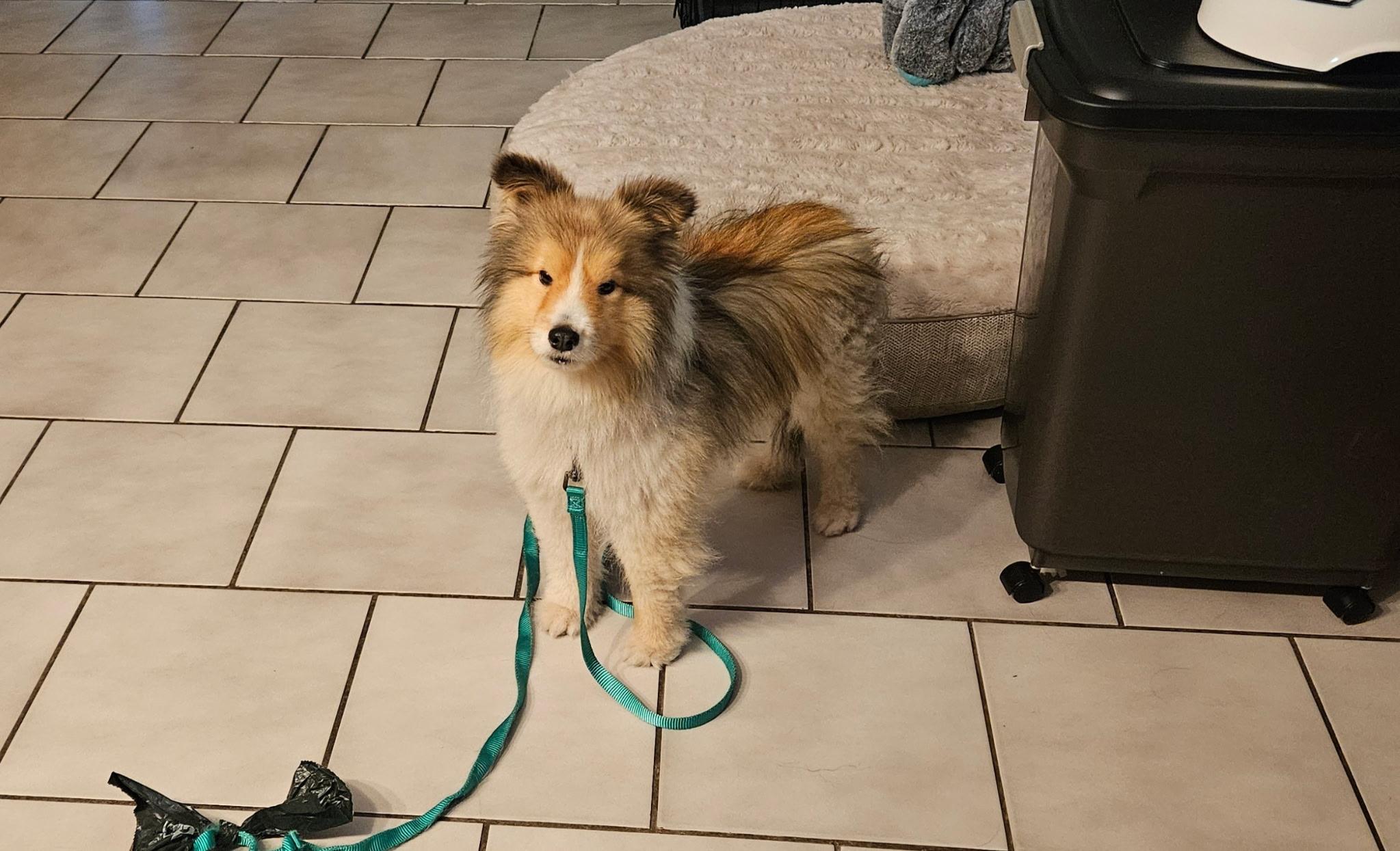 Enlarge Toby, a Adoptable Shetland Sheepdog / Sheltie image 6/6