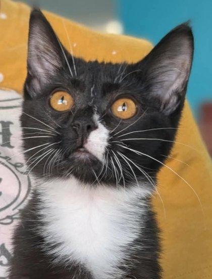 Enlarge Phil Collins, a Adoptable mixed breed in La Harpe, KS image 1/3