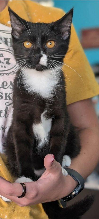 Enlarge Phil Collins, a Adoptable mixed breed in La Harpe, KS image 2/3