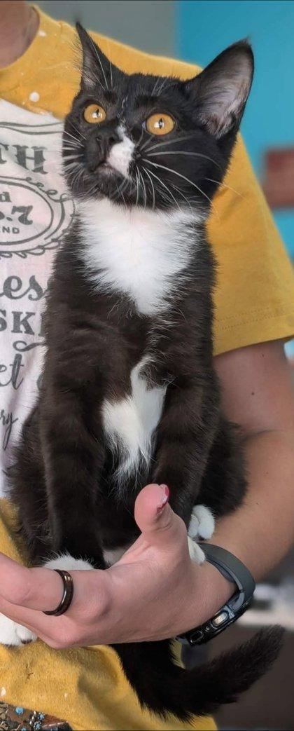 Enlarge Phil Collins, a Adoptable mixed breed in La Harpe, KS image 3/3