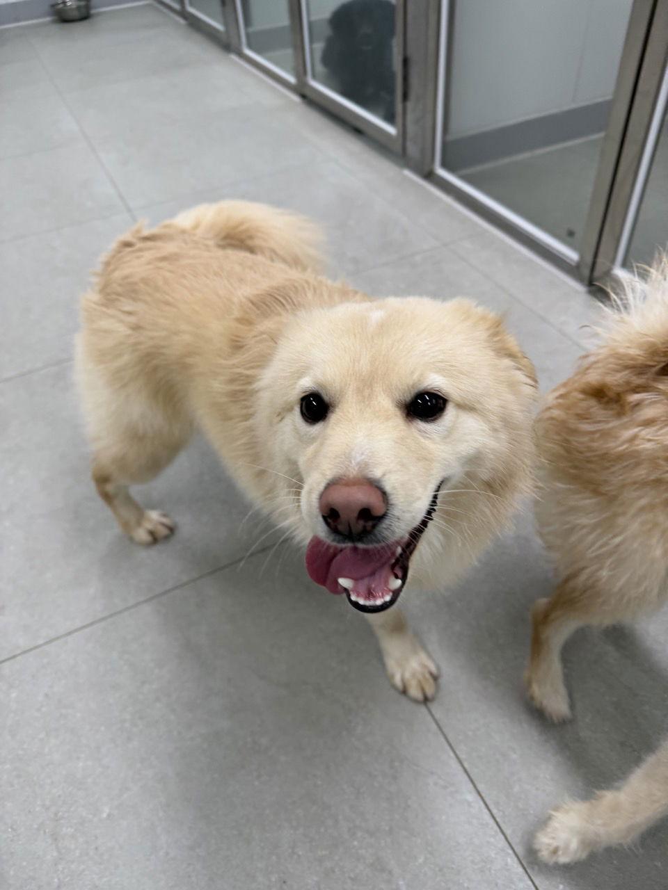 JEOLMI, Adoptable, Puppy Male Jindo & Retriever.