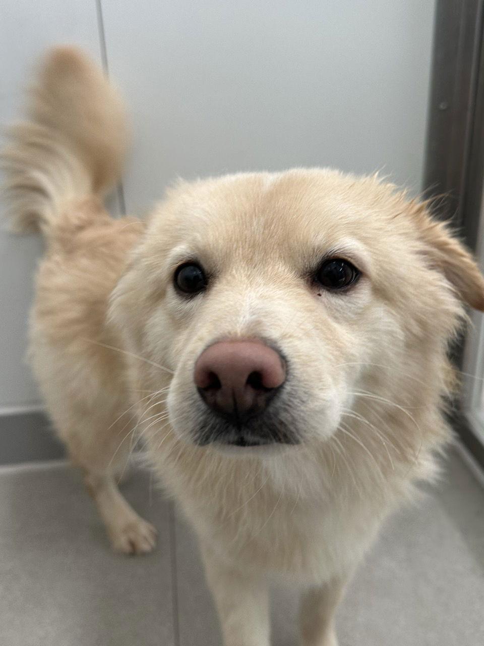 JEOLMI, a Adopted mixed breed in Agoura Hills, CA image 2/2