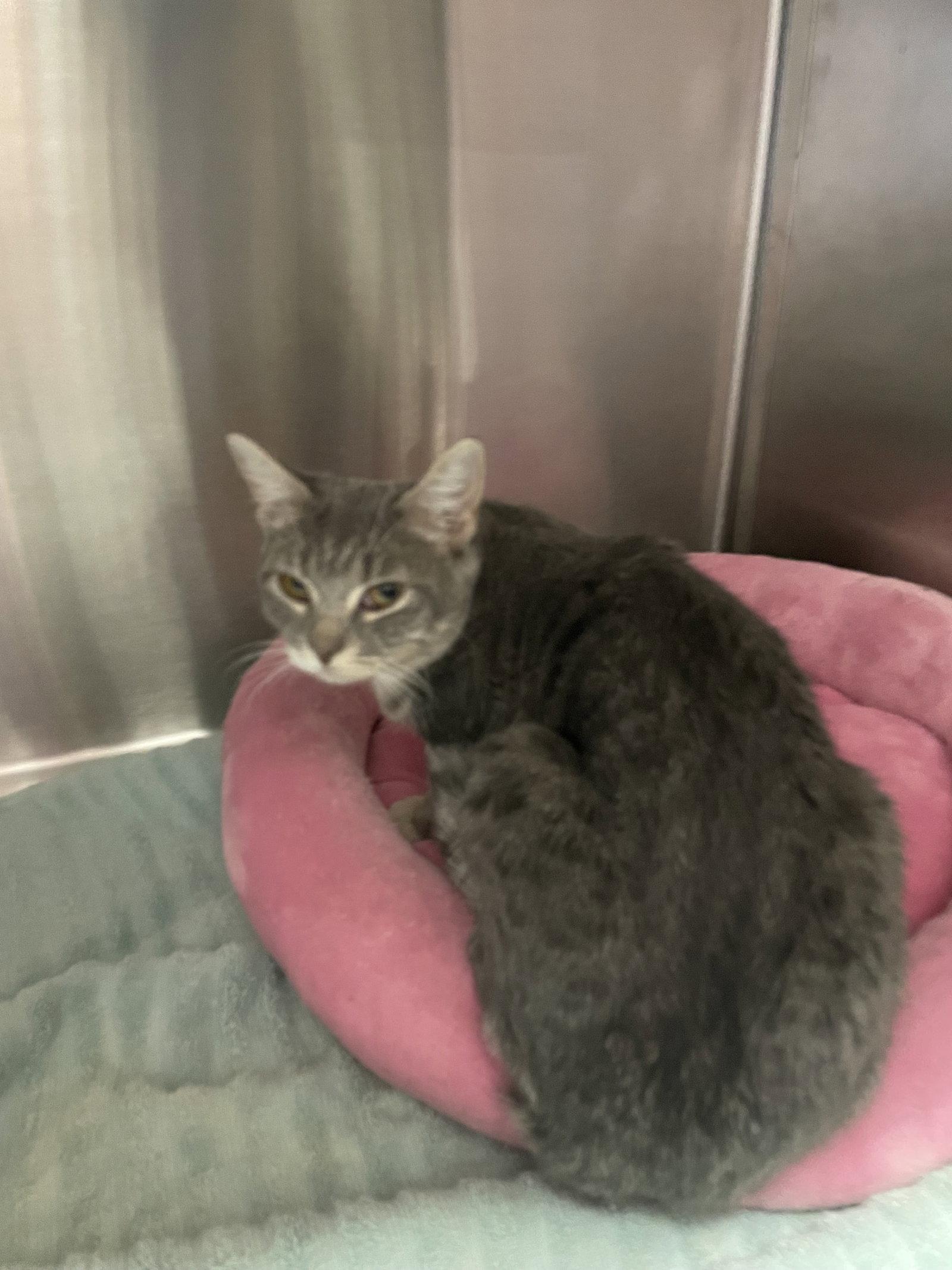 Serena, Adopted, Young Female Tabby & Domestic Short Hair.