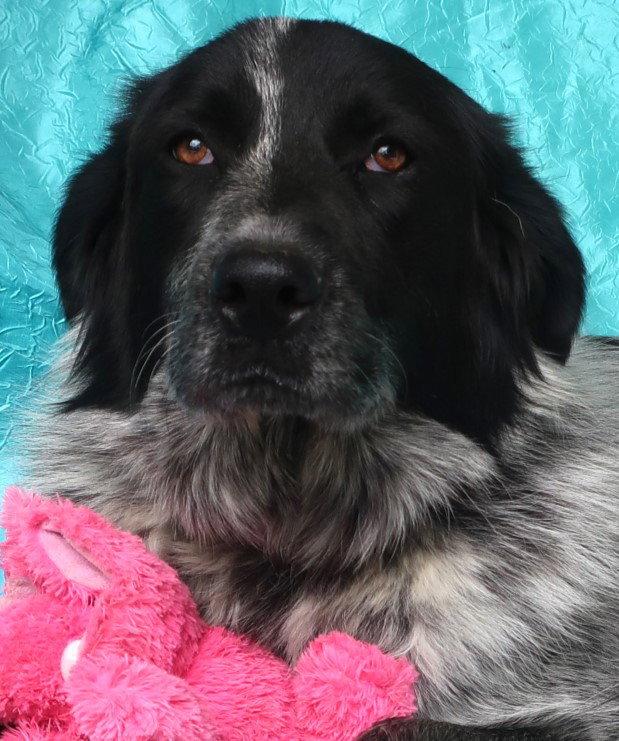 Enlarge Sunny Xena, a Adopted Australian Shepherd in Cuba, NY image 1/2