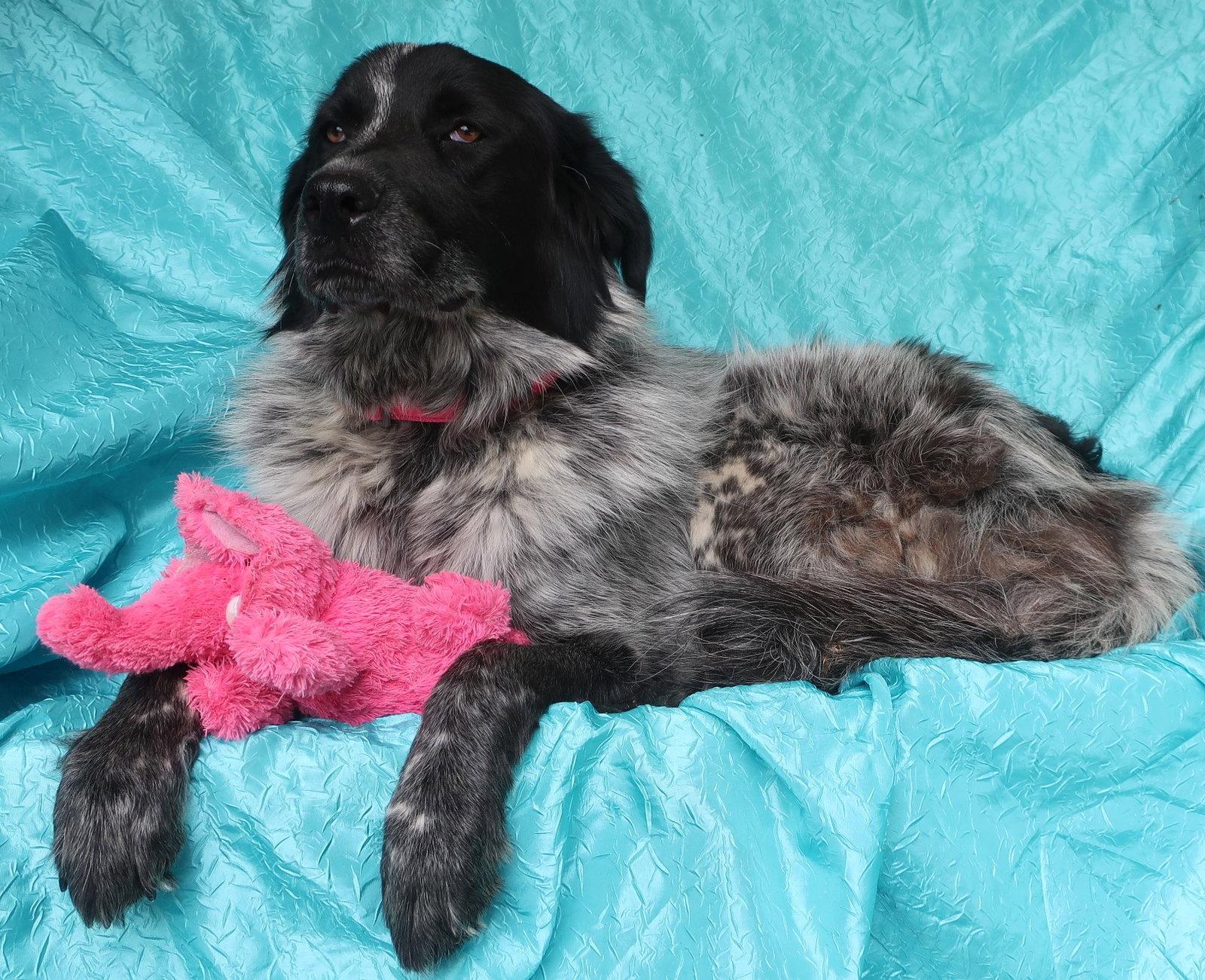 Enlarge Sunny Xena, a Adopted Australian Shepherd in Cuba, NY image 2/2