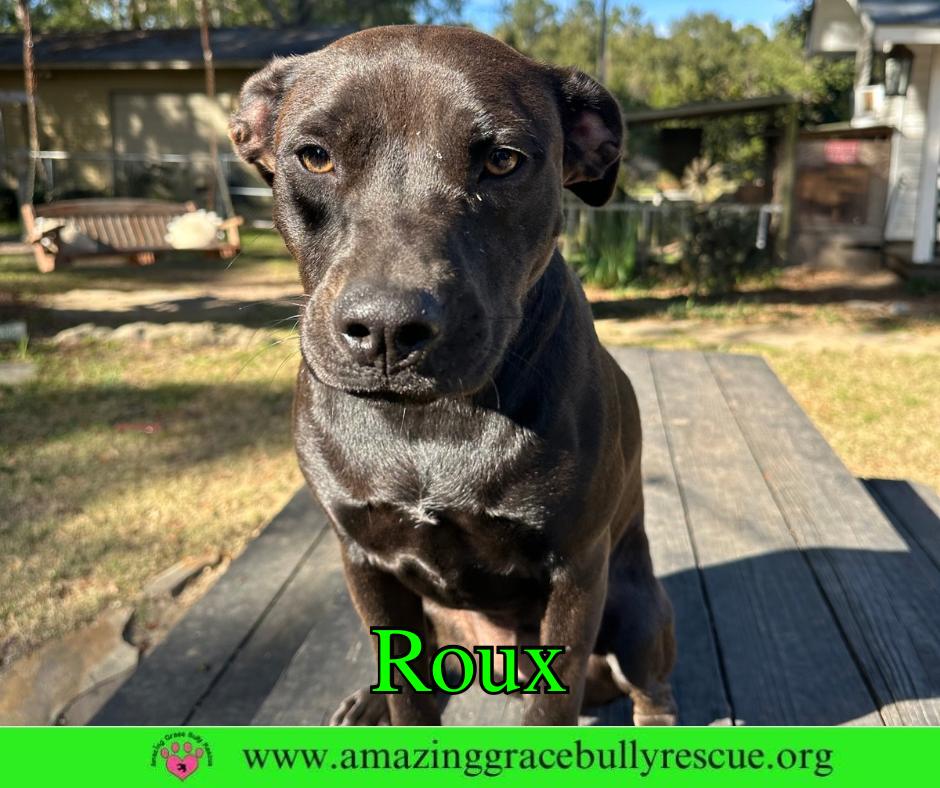 Roux 2, Adoptable, Puppy Female Hound.