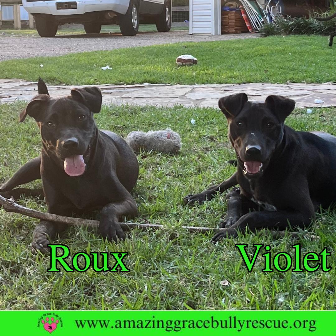 Roux 2, Adoptable, Puppy Female Hound.