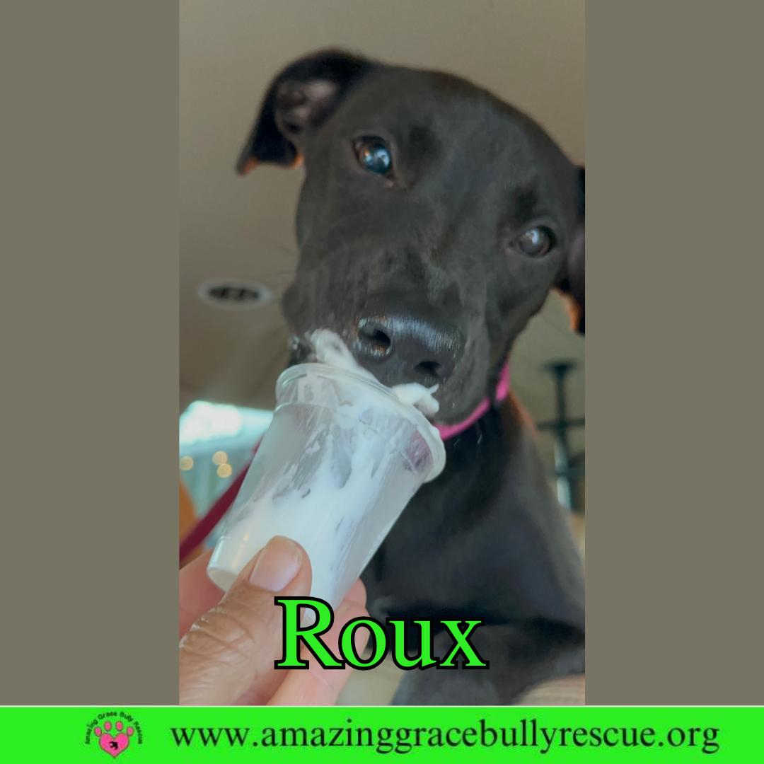 Enlarge Roux 2, a Adoptable Hound in Pensacola, FL image 3/3