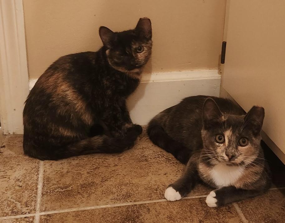 Enlarge Shadow - A sweet, sensitive girl, a Adoptable Tortoiseshell in Southern Pines, NC image 3/5