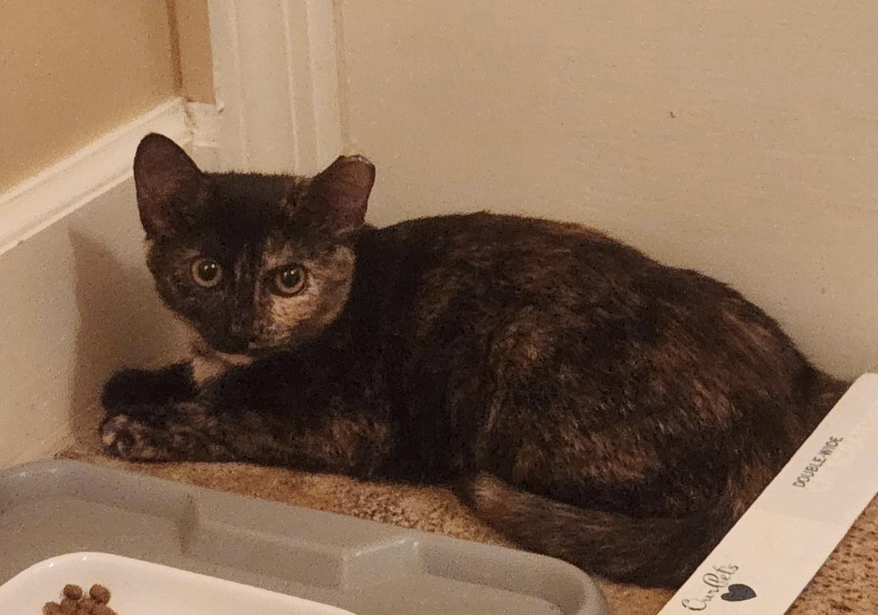 Enlarge Shadow - A sweet, sensitive girl, a Adoptable Tortoiseshell in Southern Pines, NC image 4/5