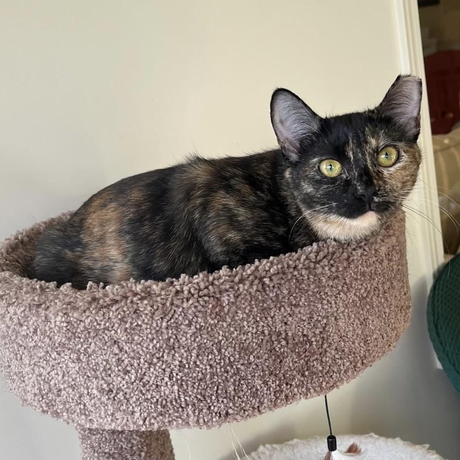 Enlarge Shadow - A sweet, sensitive girl, a Adoptable Tortoiseshell in Southern Pines, NC image 1/5