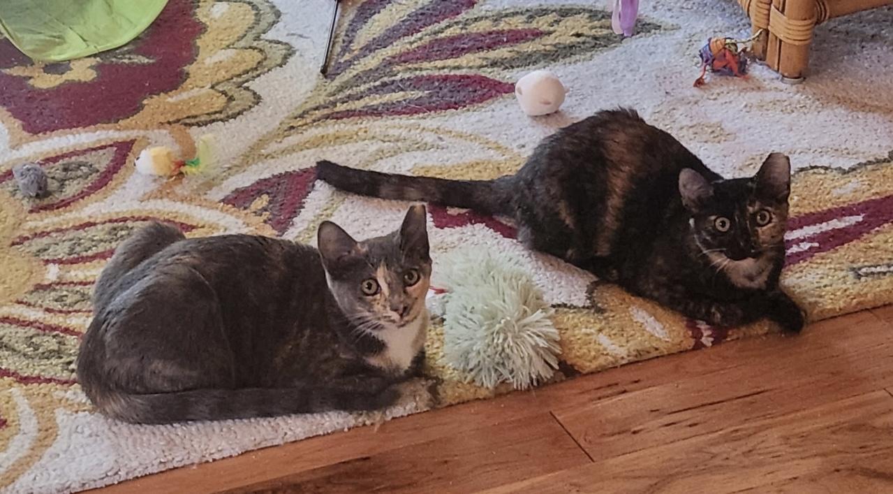 Enlarge Shadow - A sweet, sensitive girl, a Adoptable Tortoiseshell in Southern Pines, NC image 5/5