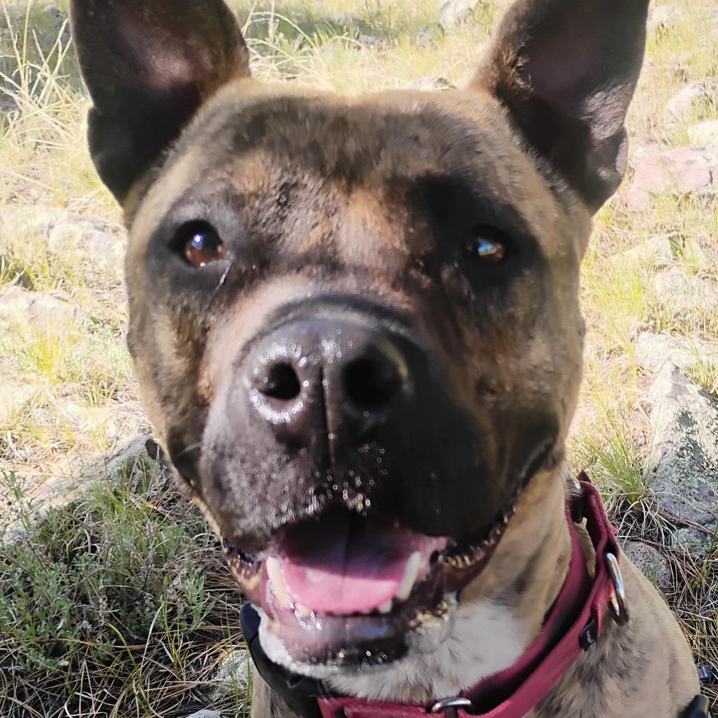ZORA, a Adoptable mixed breed in Pagosa Springs, CO image 1/5