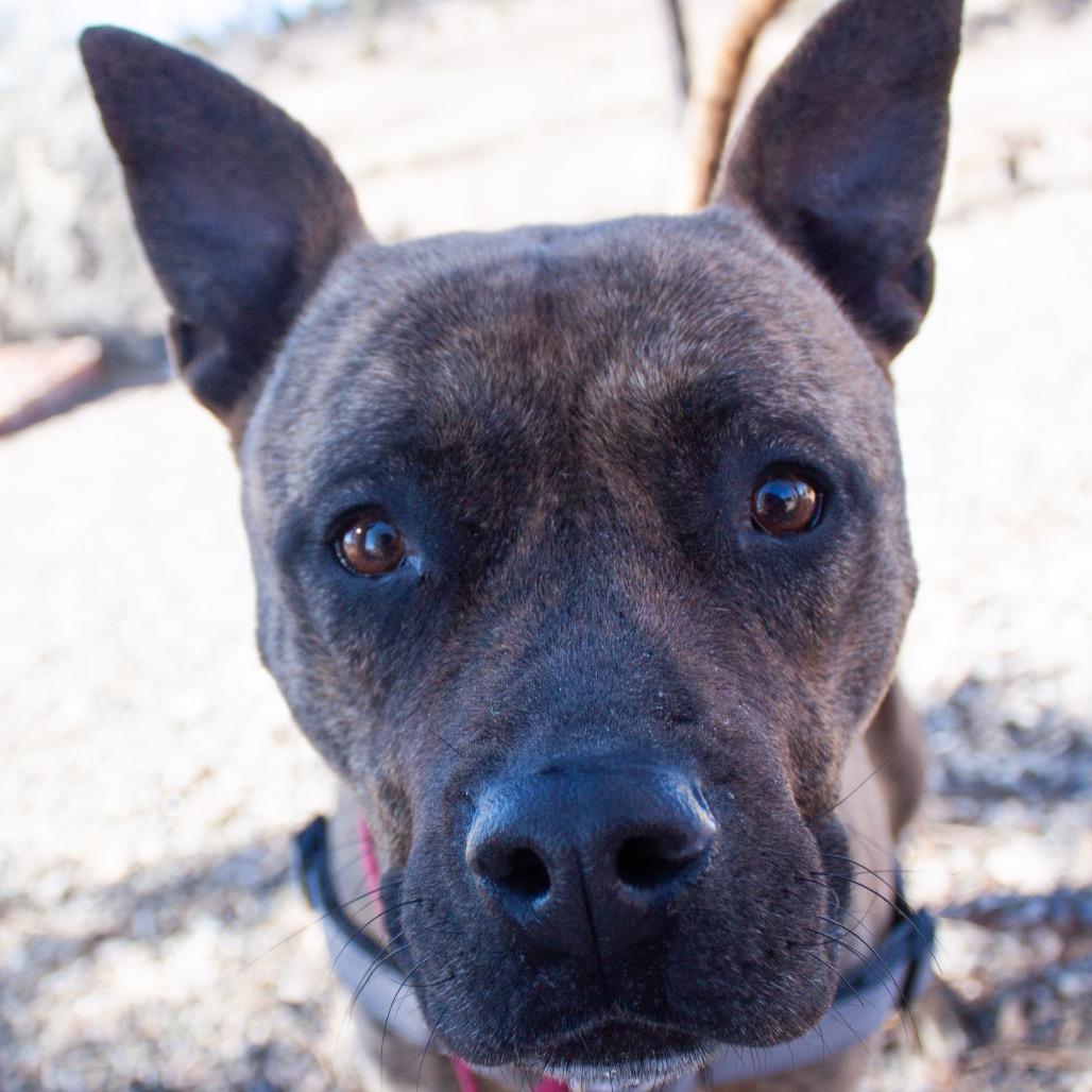 ZORA, a Adoptable mixed breed in Pagosa Springs, CO image 2/5