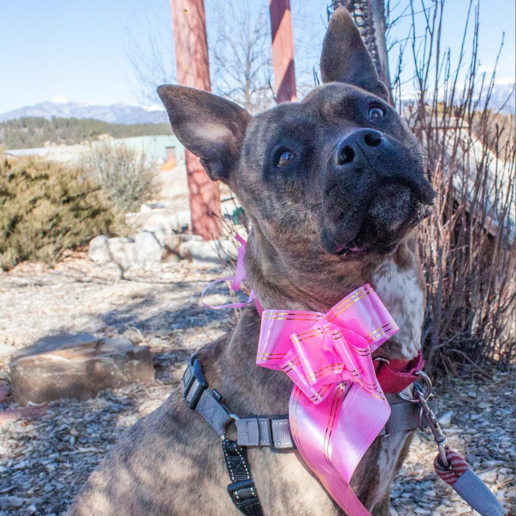 ZORA, a Adoptable mixed breed in Pagosa Springs, CO image 3/5